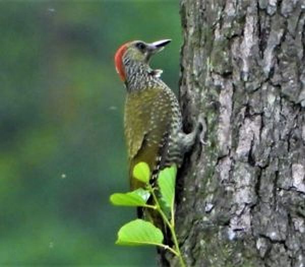   Green Woodpecker  